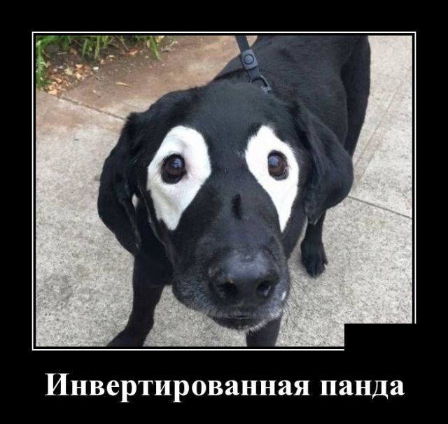 The Dog House Megaways демо игра - Как играть и стратегия