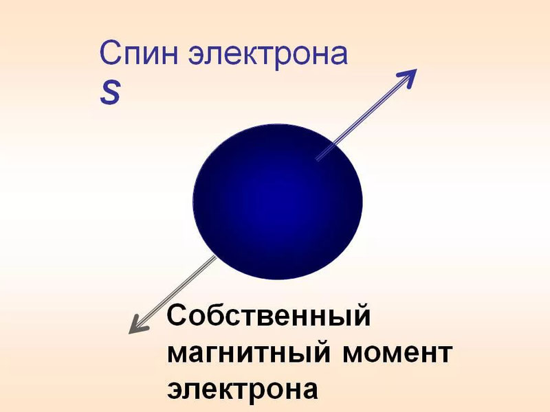 Спина — Малый академический словарь