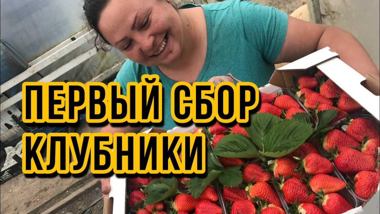 Клубника садовая посадка и уход, обрезка и размножение.