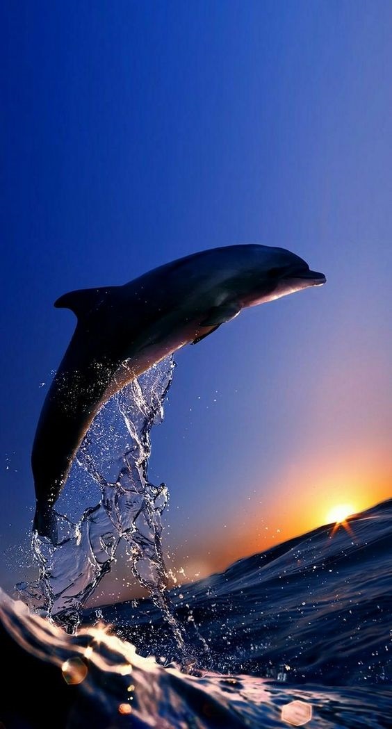 Dolphin's Pearl Дельфин или жемчужина обзор игрового.