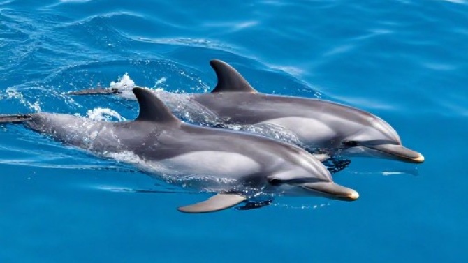 Игровой автомат Dolphin’s Pearl Онлайн слот Дельфины