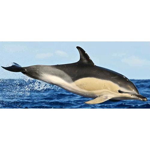 Автомат Dolphins Pearl играйте бесплатно.