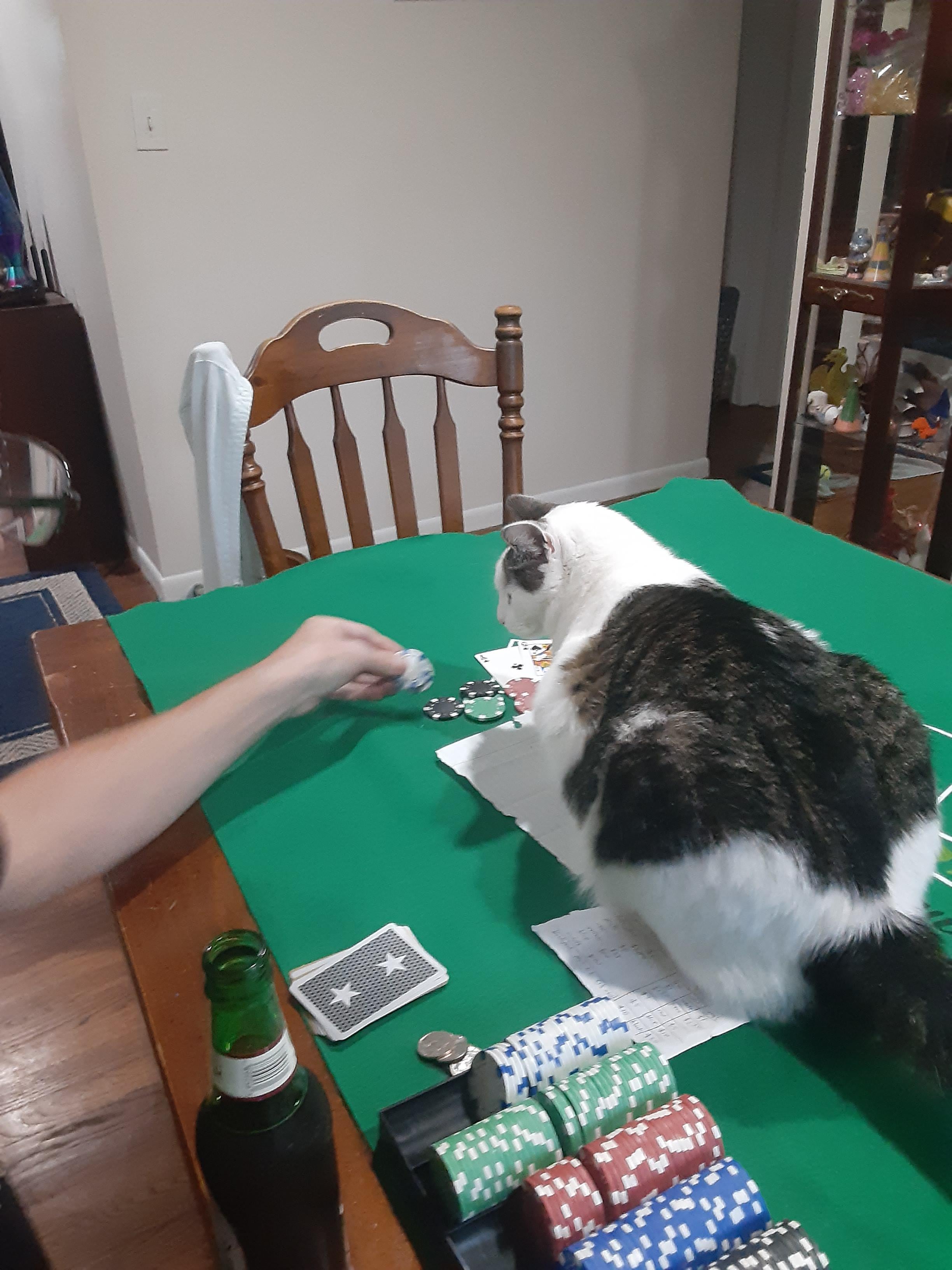 Cat Casino официальный сайт ⚡️ обзор казино Супер Кот.