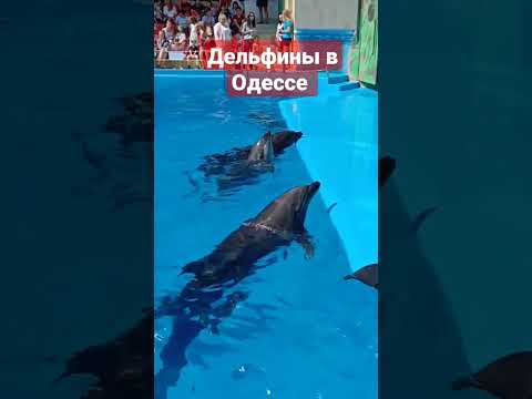 Игровой автомат Dolphins Pearl - играть бесплатно и без регистрации