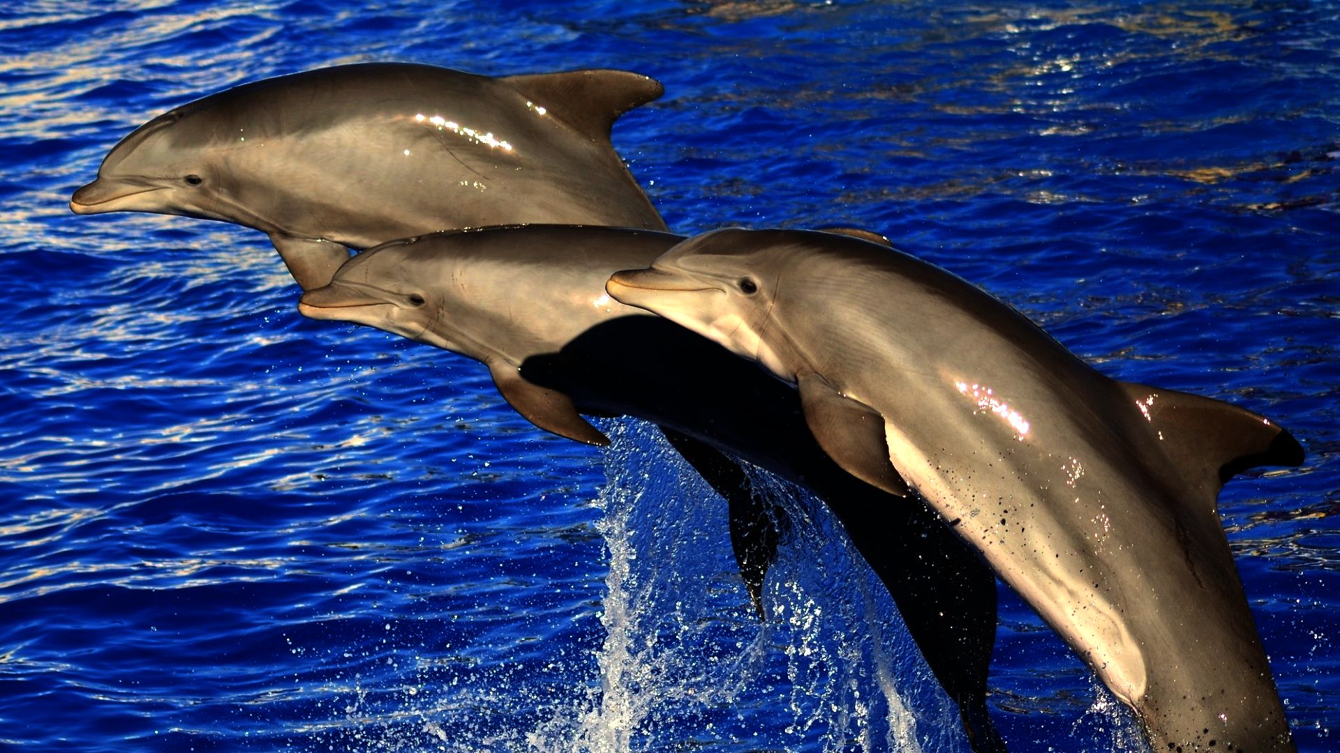 Игровой автомат Dolphin's Pearl Жемчужина Дельфина играть онлайн