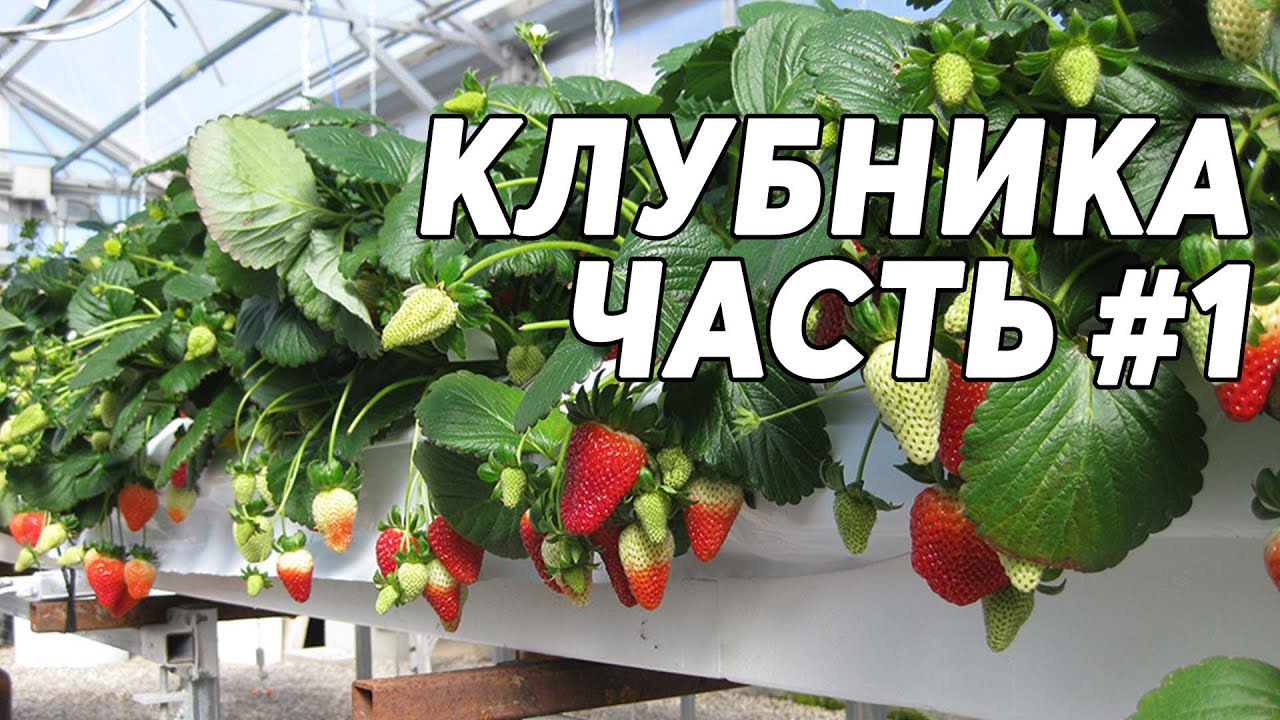 Игровые Автоматы Демо бесплатно & Без Регистрации