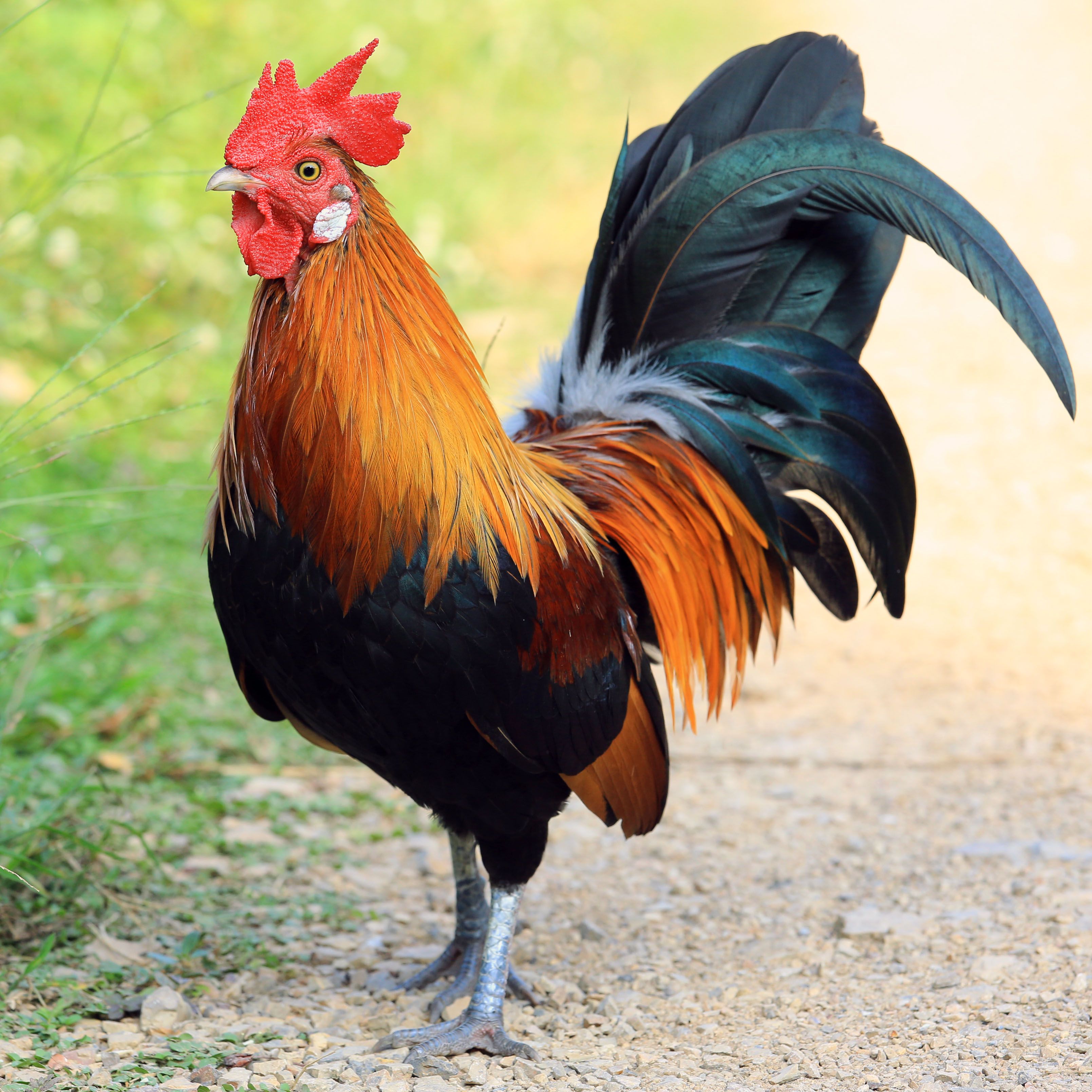 Игровой автомат Rooster Fury Петушиная ярость - Играть в.