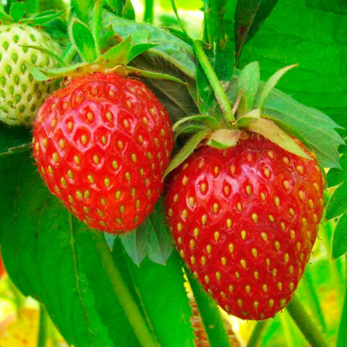 Сладкая клубничка в игровом автомате Fruit Cocktail