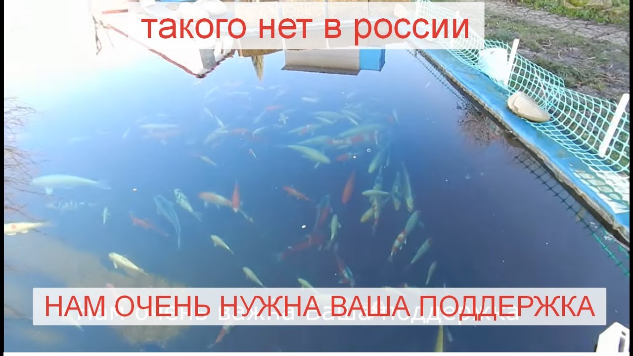 Техподдержка и телефон горячей лини и Telegram