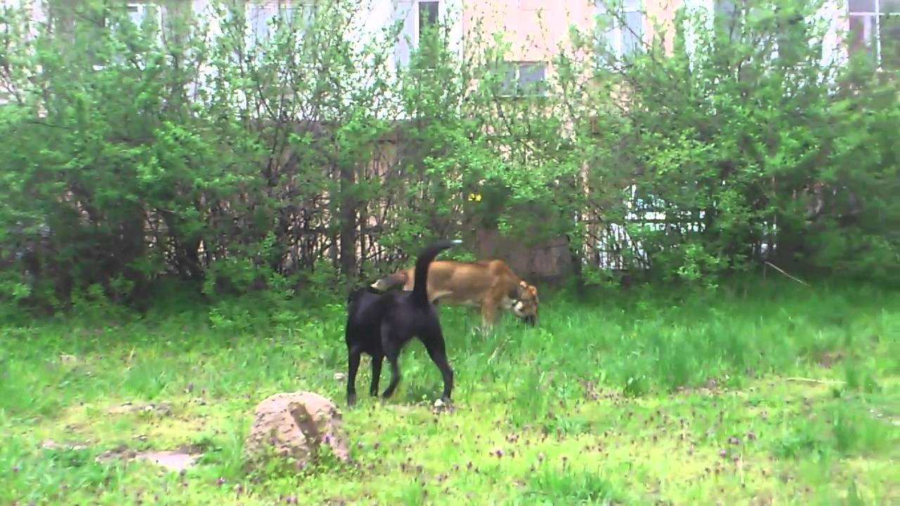 Тарзан филм из 1999 — Википедија