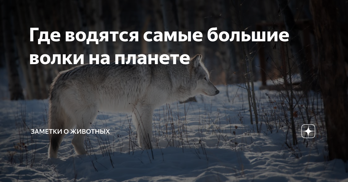 Большие плохие волки 2006 смотреть онлайн бесплатно.